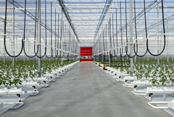 Pomas Farms Largest Pepper Greenhouse